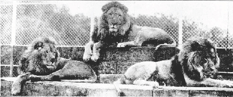 Lions at South Perth Zoo